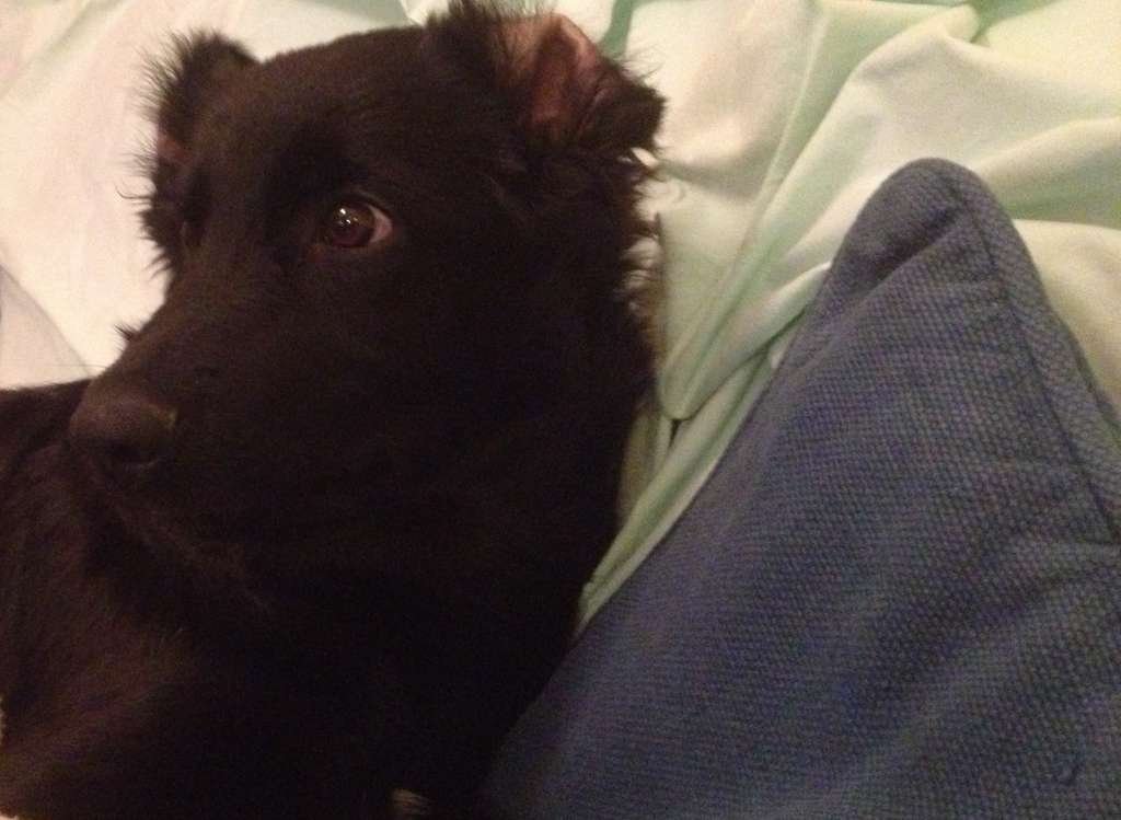 A PROPOSITO DI HOPE: OSPEDALE VETERINARIO S. FRANCESCO